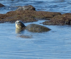 Sea turtle